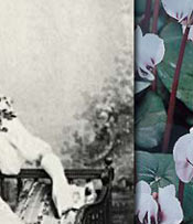 Faberge Gold and Diamond Cyclamen Tiara | Nobel historic Jewelry royal jewels| Duke of Westminster