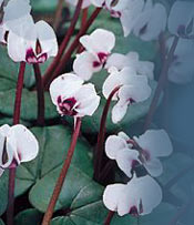 A remarkable Faberge Tiara by the famous Russian goldsmith, his jewellery is rare and his tiaras are rarer still. Despite the fact that Faberge is better known today for its imperial Easter eggs, hardstone animals and flower studies, the purchases by the Imperial Family in the 1890s show that it was also a jewellery manufacturer  of the highest order.

The craftsmanship and design that has made the Fabrrge atelier so famous you will see at that  tiara in the form of a graduated band of Cyclamen coum tied with knots of ribbon, purchased from Faberge for the Hon Mrs Wilson Fox. The tiara can be effortlessly removed from its gold frame and worn as an articulated fringe necklace.

The Jewel come from the workshops of the chief jewellery workmaster of Faberge, Albert Holmstrm in 1903. Now in the family jewel collection of the Duke and the Duchess of Westminster