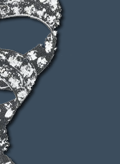 Die Schleifenbrosche ist Teil

der Crown Parure. Die Brosche

aus dem 18.Jahrhundert, wurde aus Orden

und anderen Schleifenbroschen(aus den Familienjuwelen)

zusammengestellt. Wilhelmina von Preussen, die Mutter

von Knig WillemI. trug eine solche am Band um den Hals.

Einige der Steine stammen von Friedrich Heinrich und

Amalia von Solms, sowie aus dem 17.Jahrhundert.